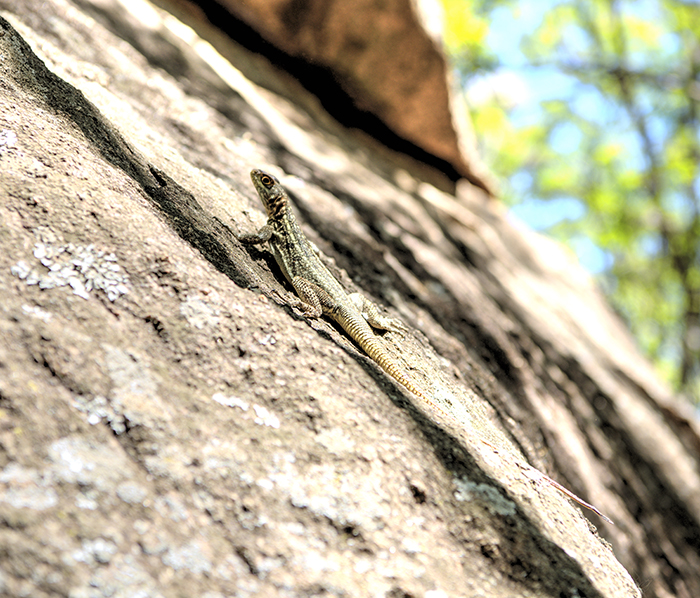 Lizard on a rock